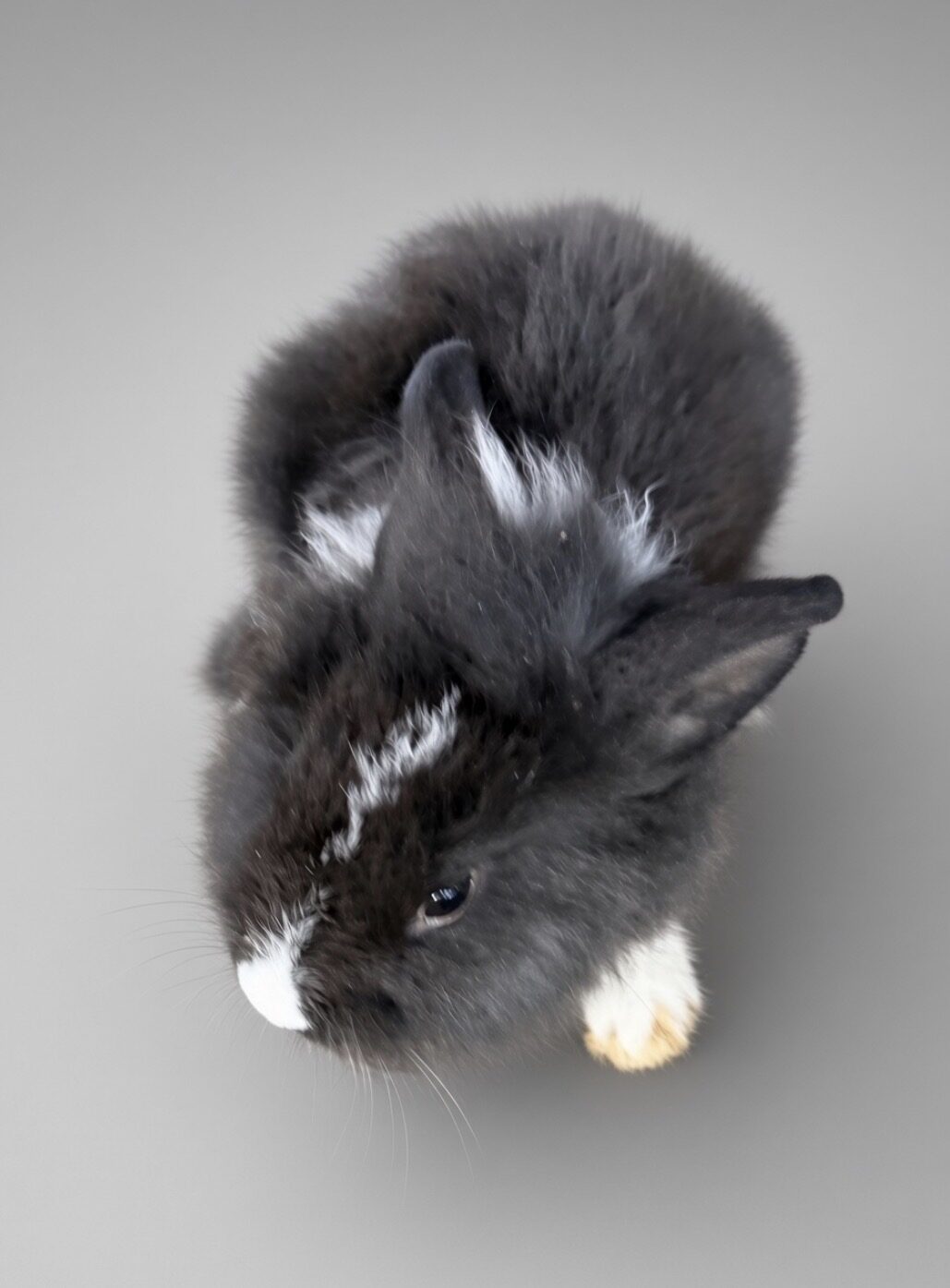 Cocoa