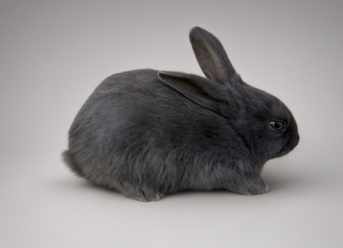Pepper