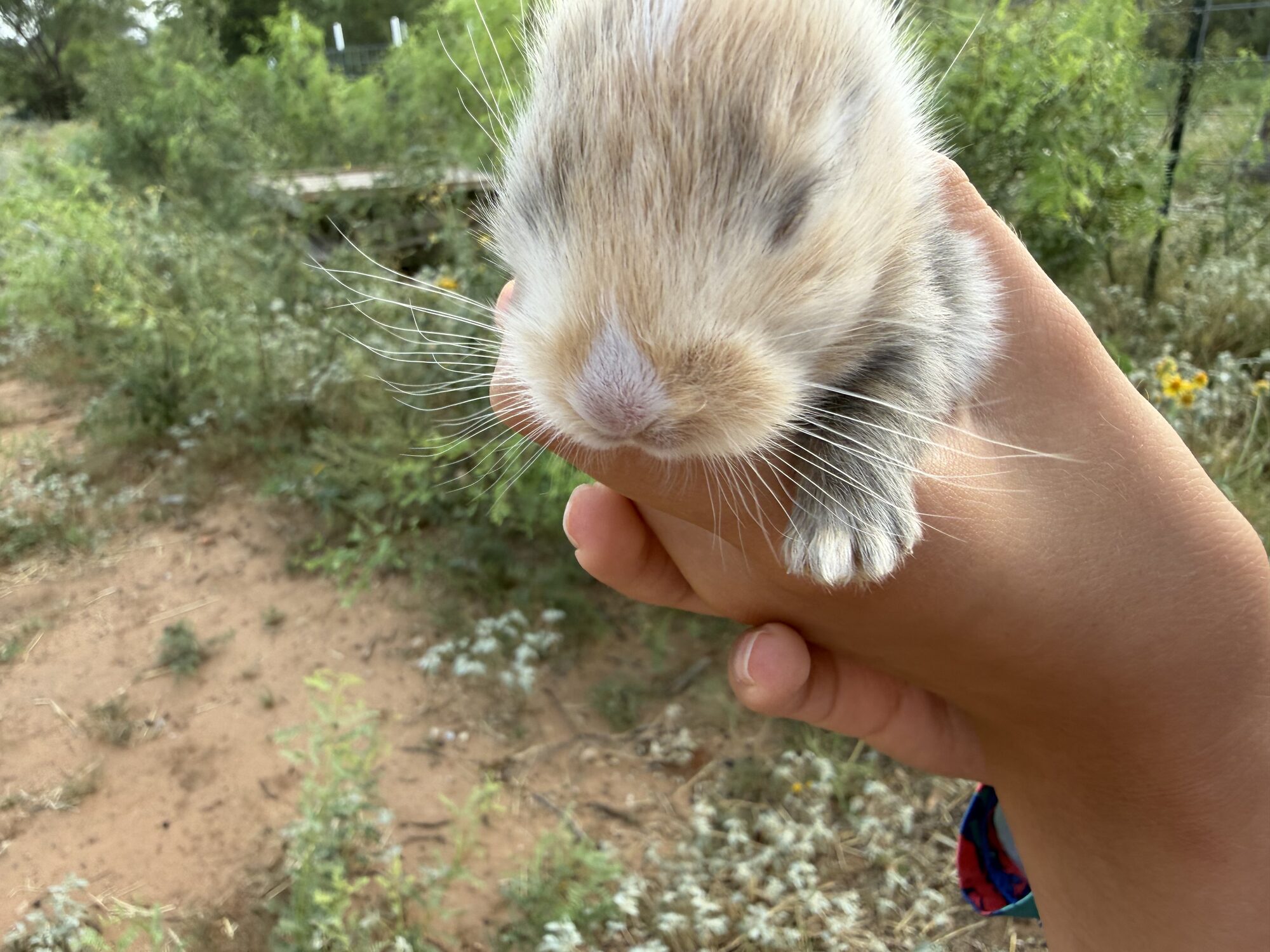Pixel