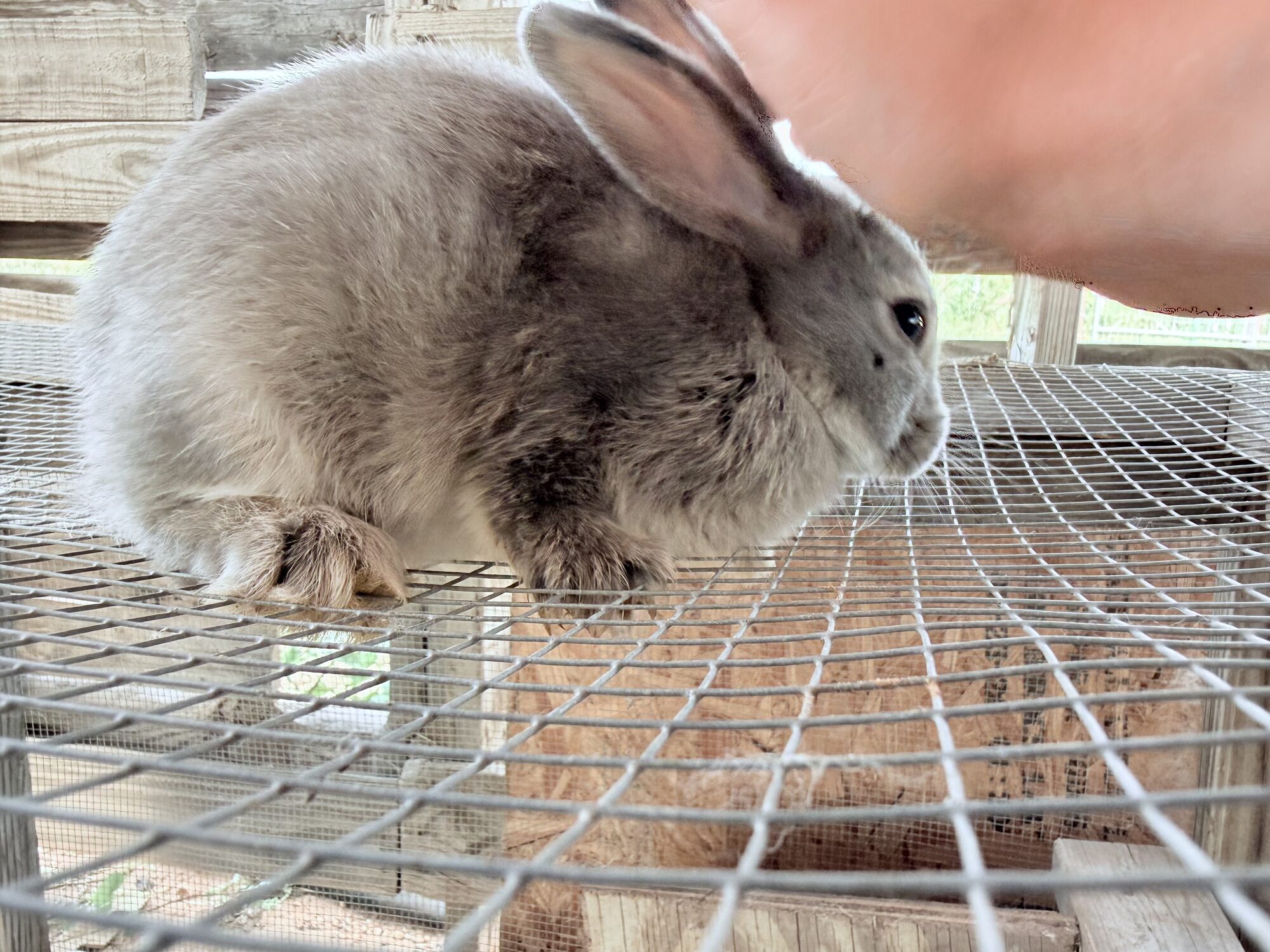 Thumper