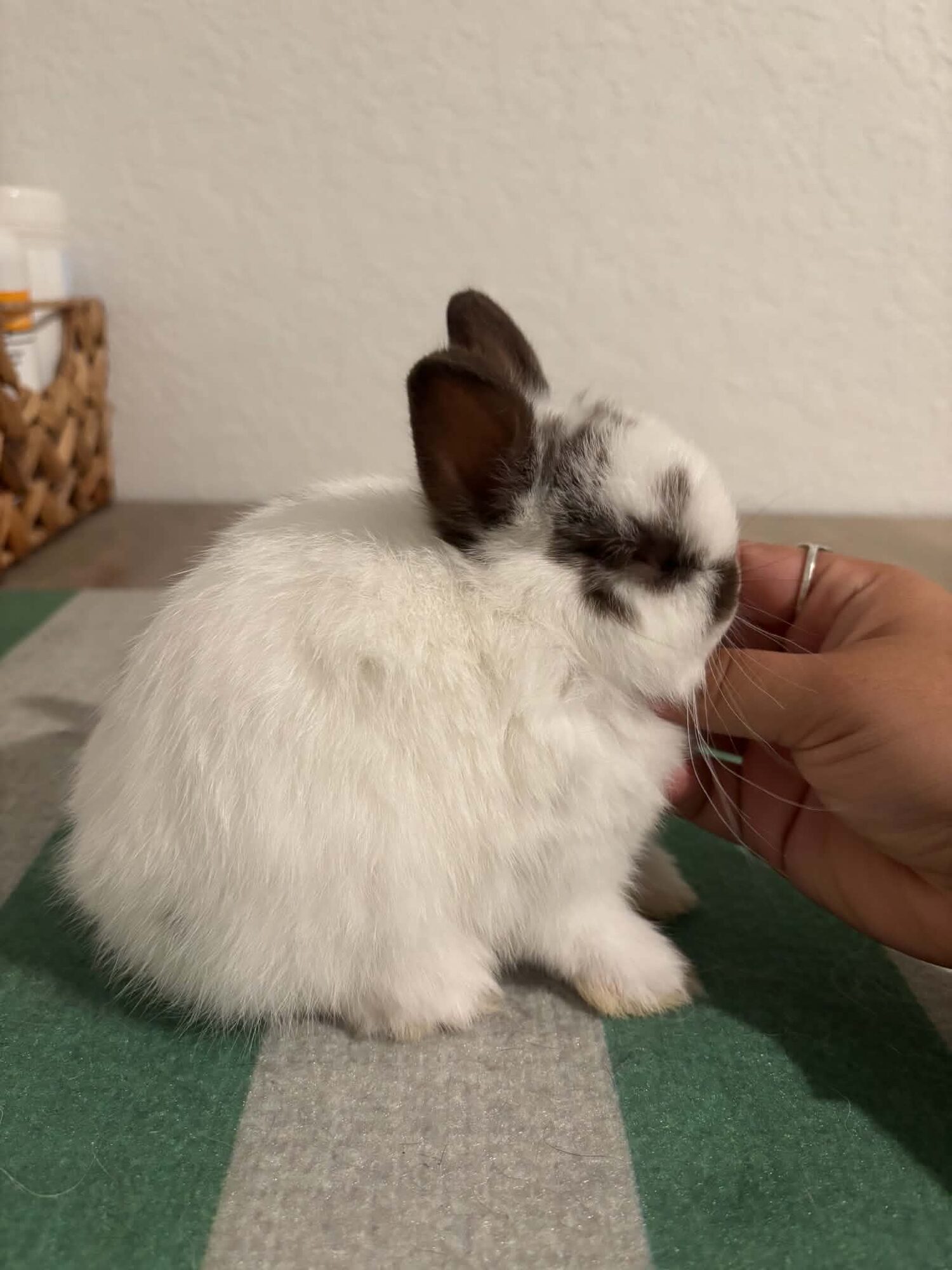Theodore