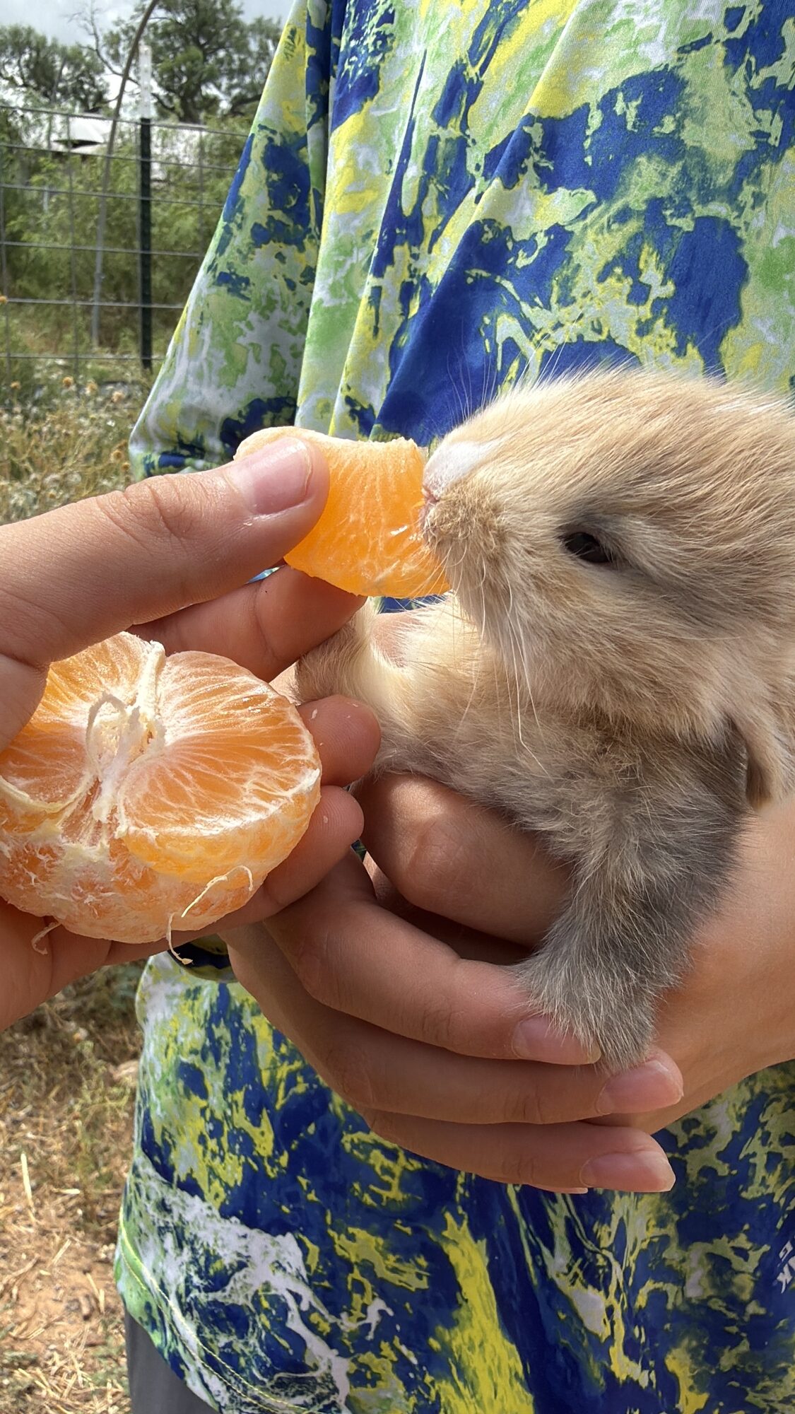 Orange 🍊