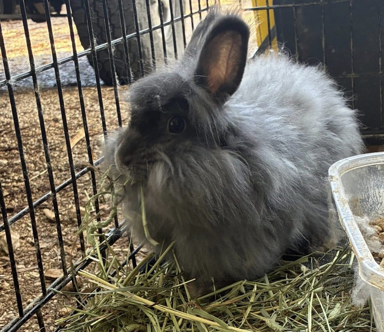Duchess