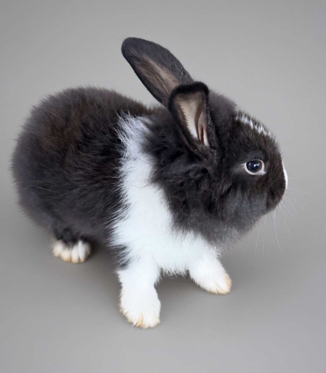 Cocoa