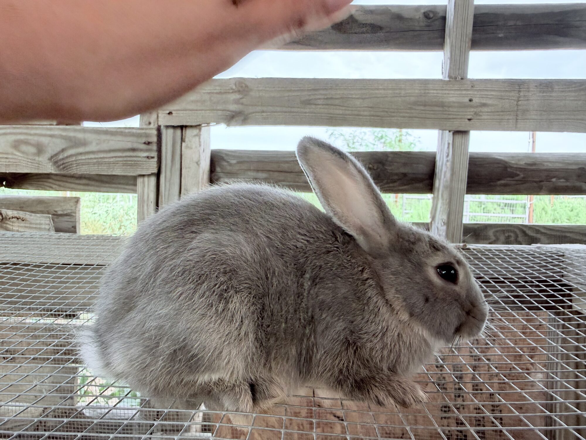 Thumper