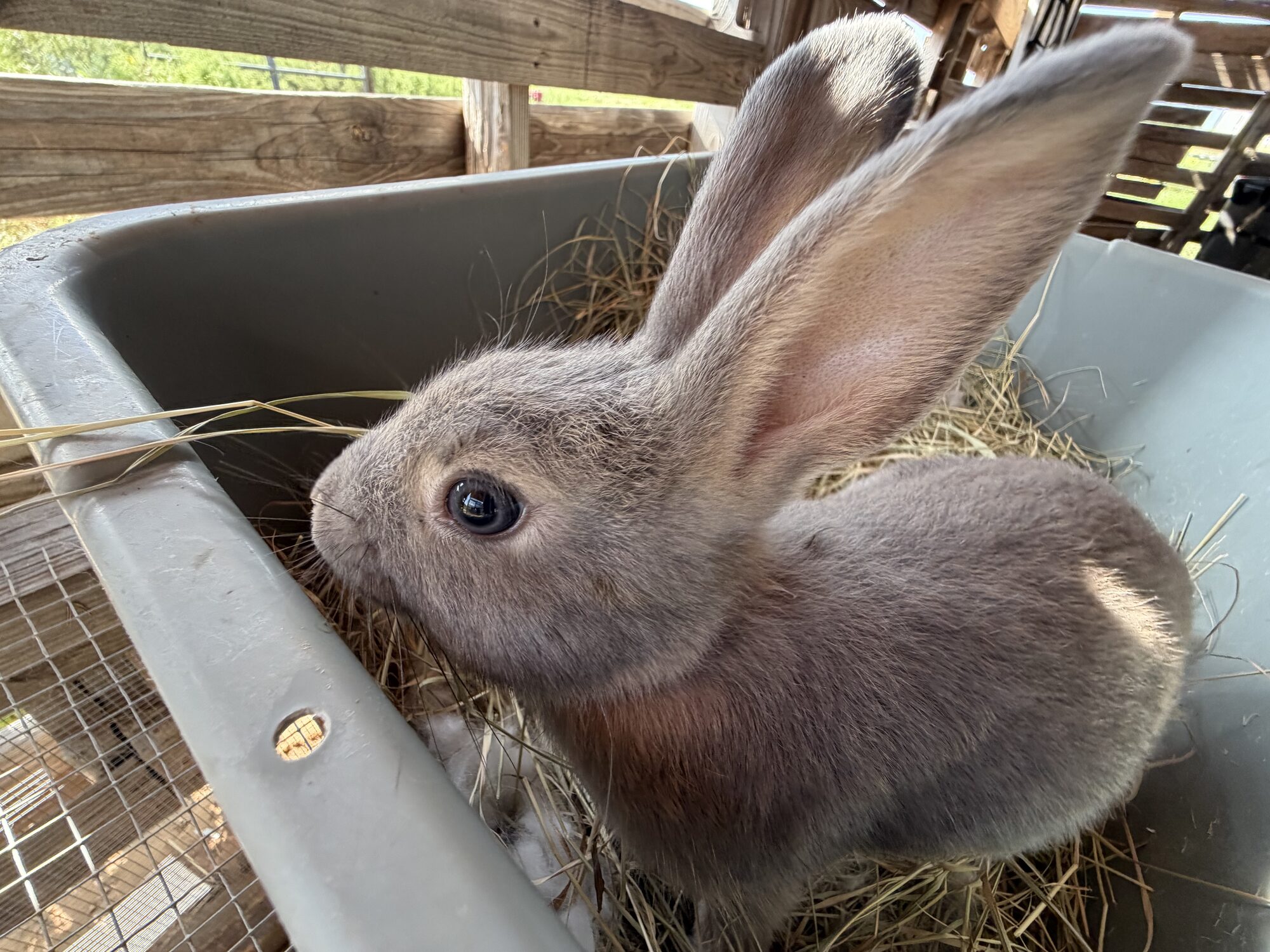 Thumper