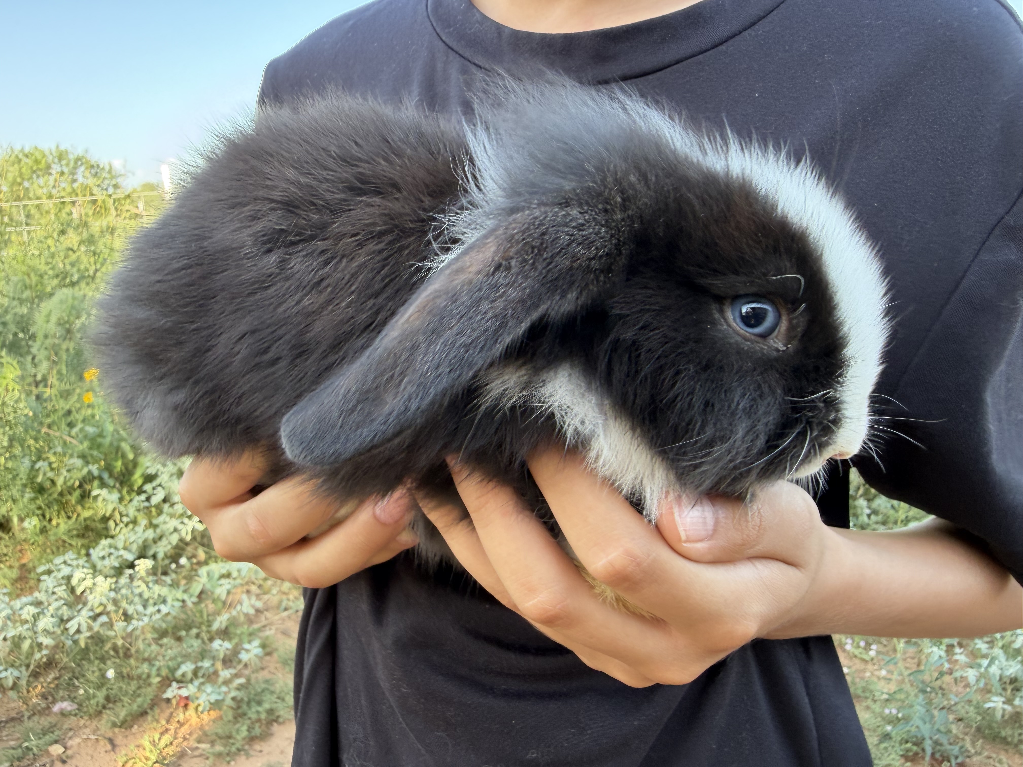 Obi