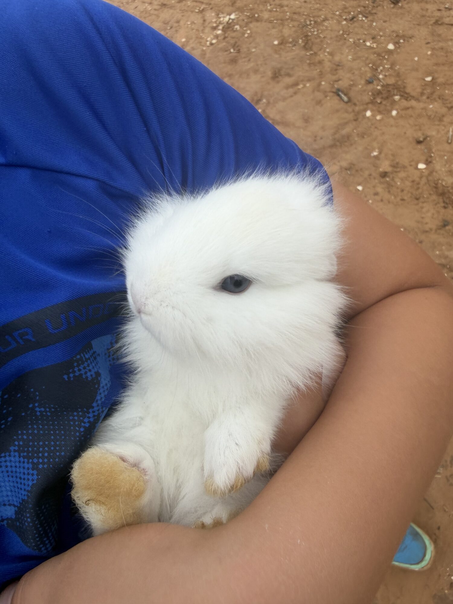 Juniper