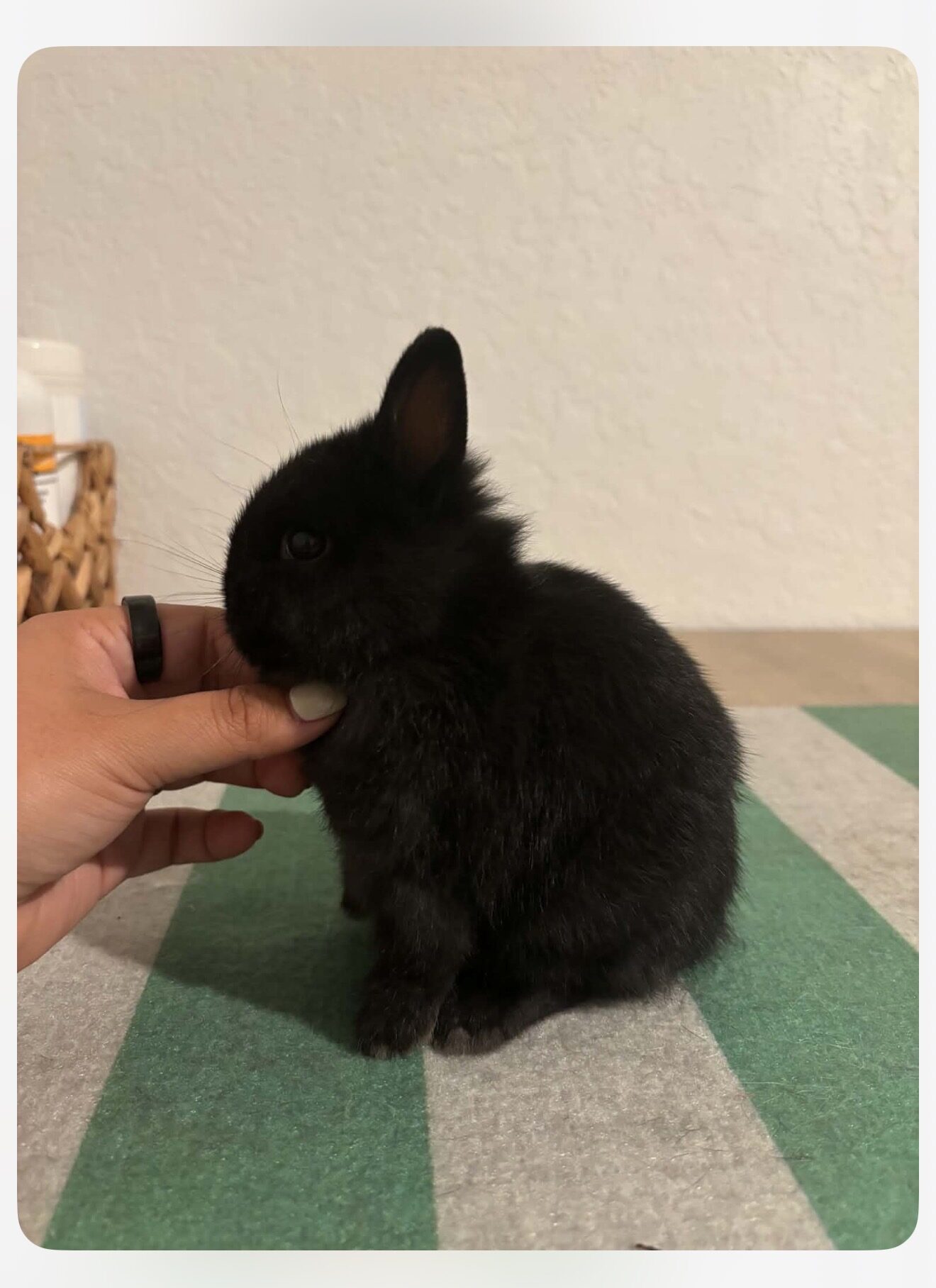 Blackie Chan