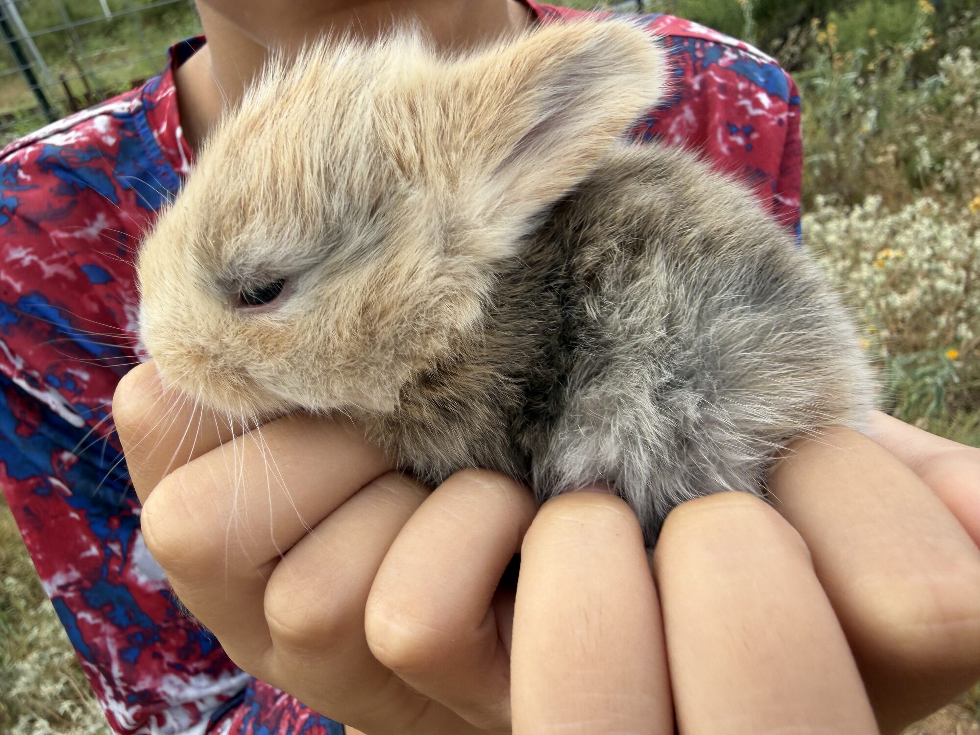 Pixel