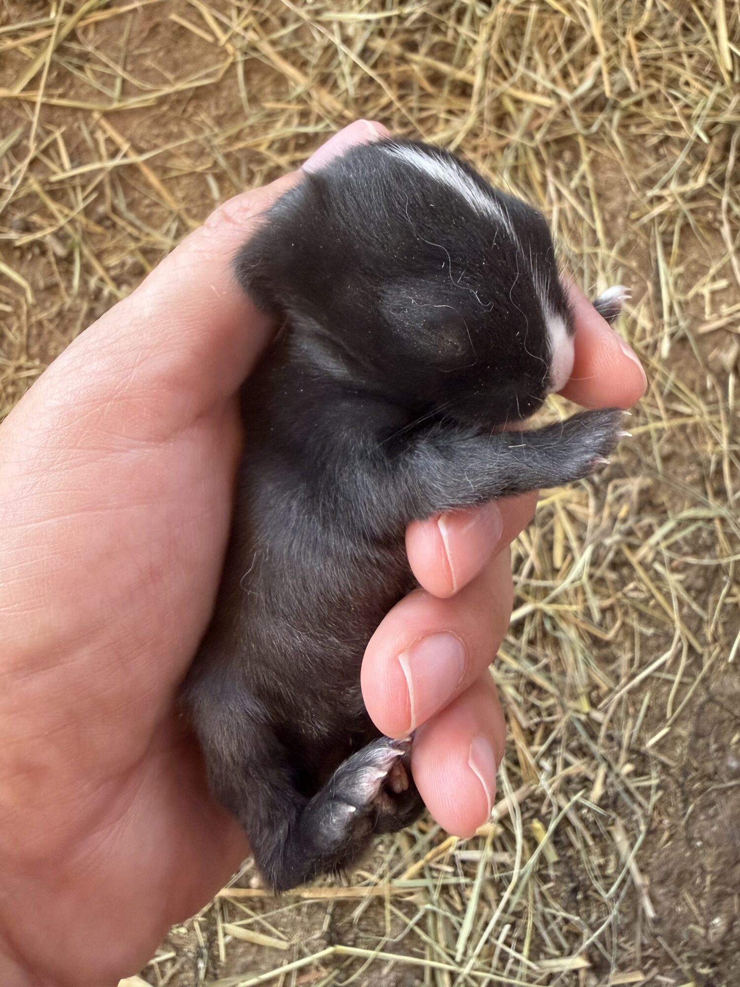 Badger