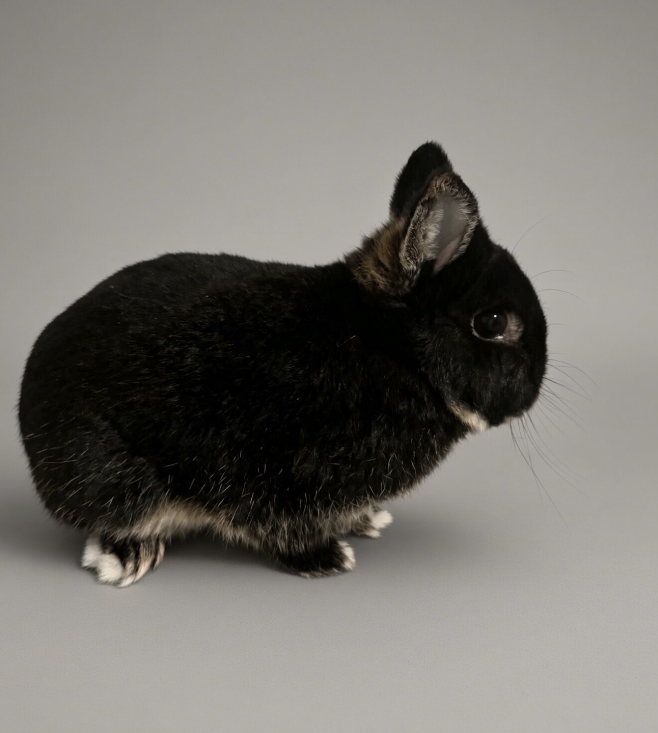 Burnout Bunny’s Dibbles