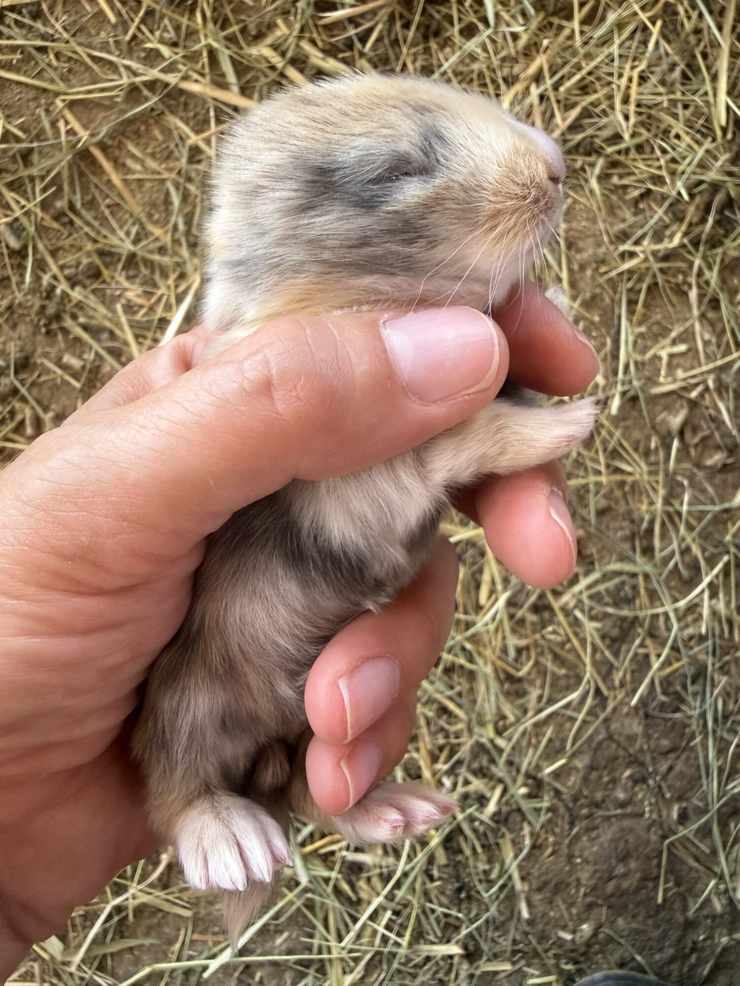 Pixel