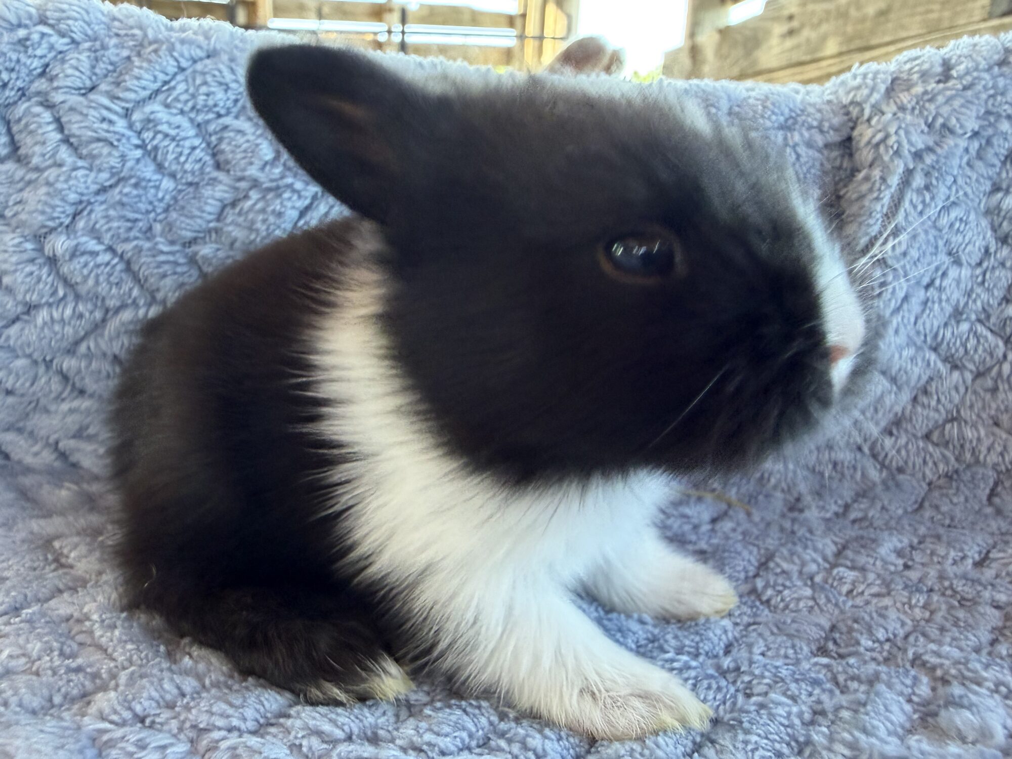 Cocoa