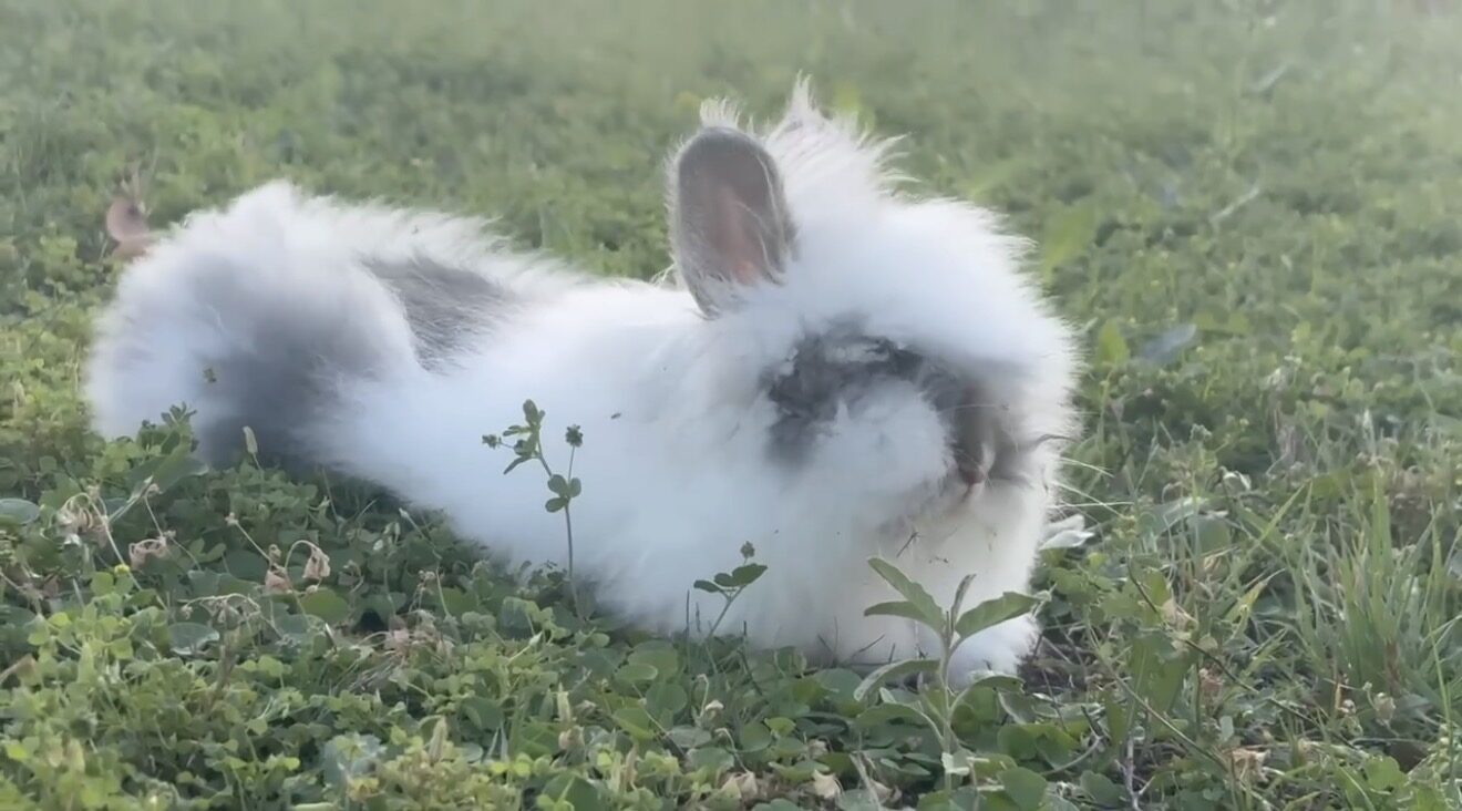 Bob