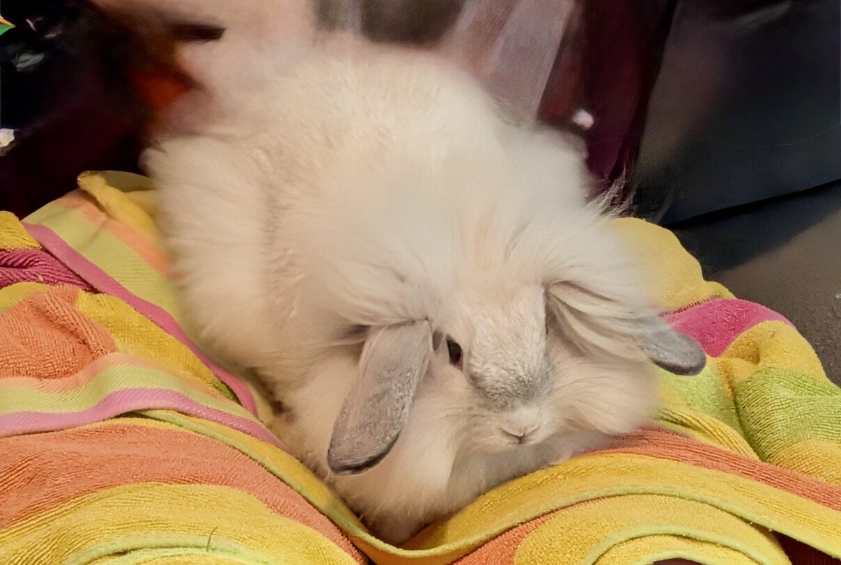 Marshmallow
