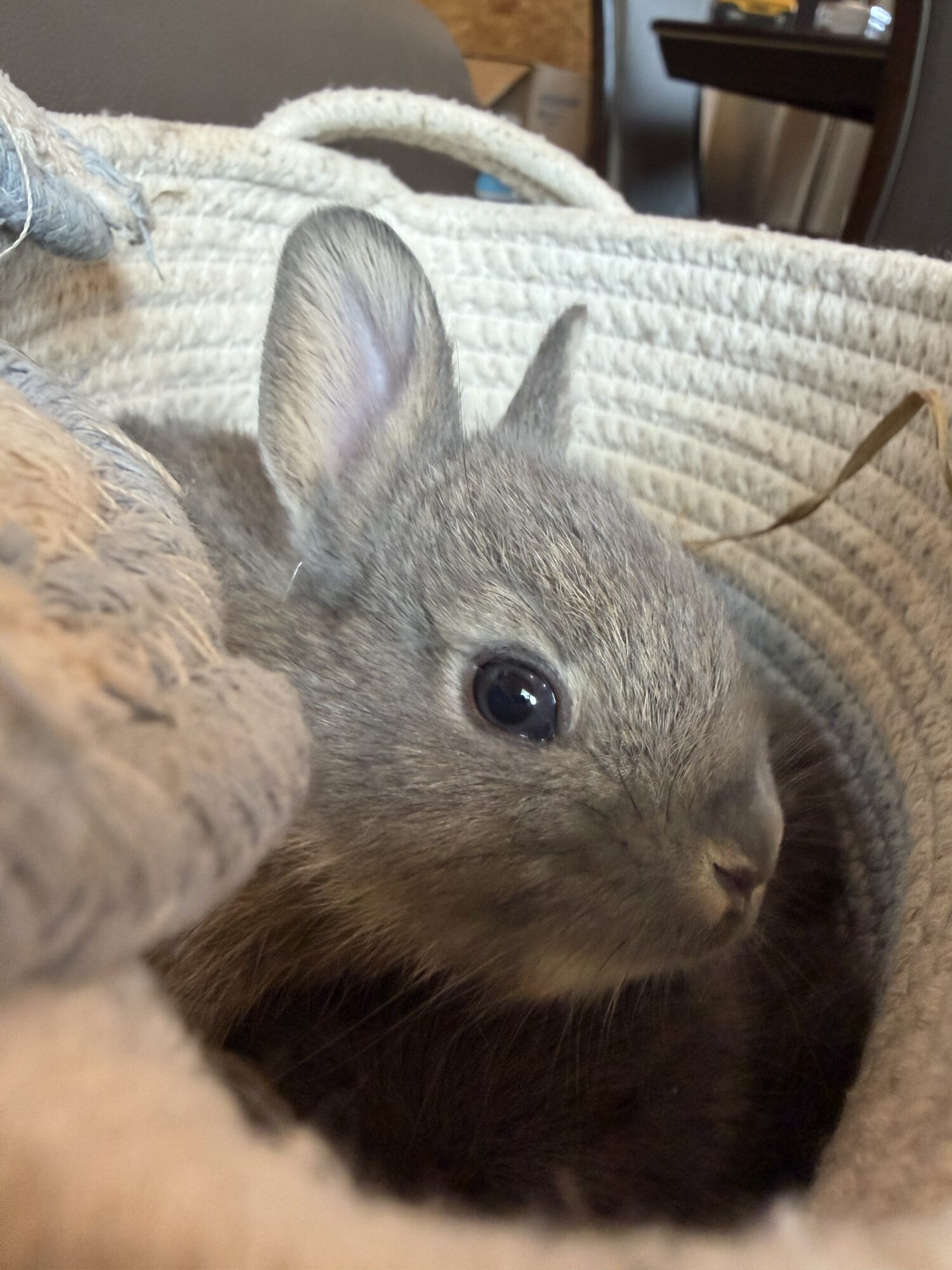 Thumper